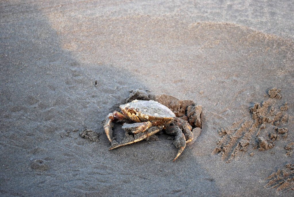 buried crab